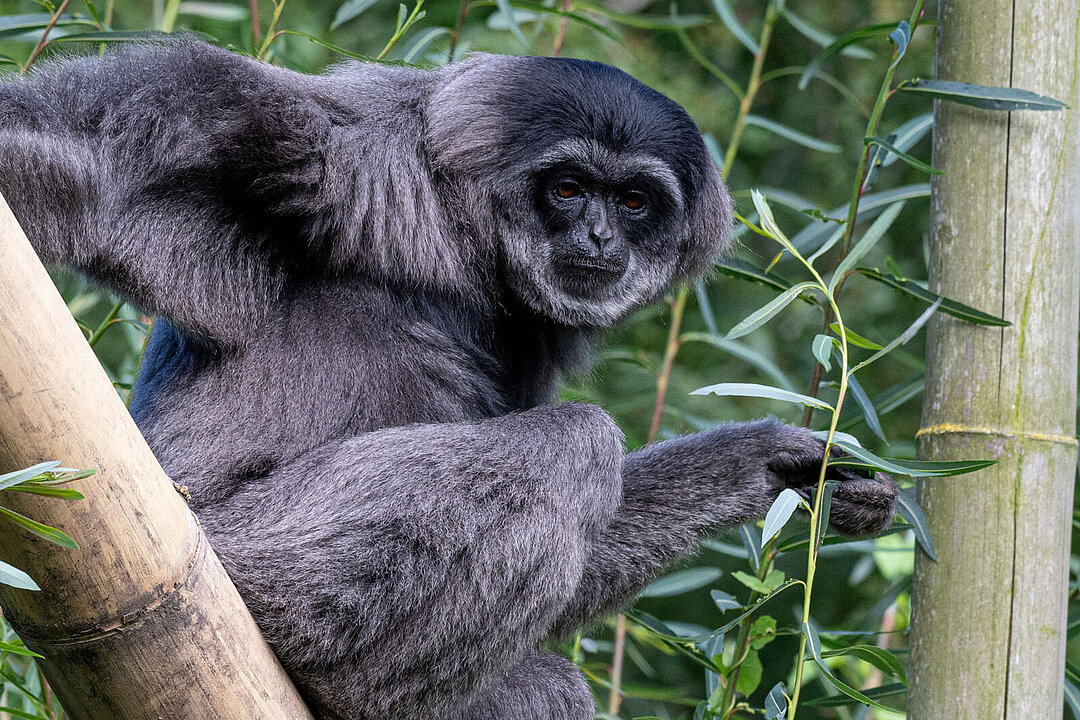 Ein Silbergibbon, im Hintergrund grüne Blätter