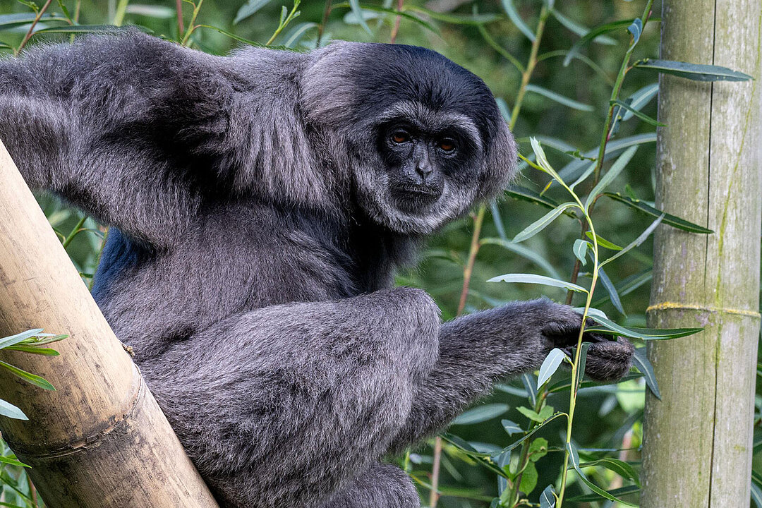 Ein Silbergibbon