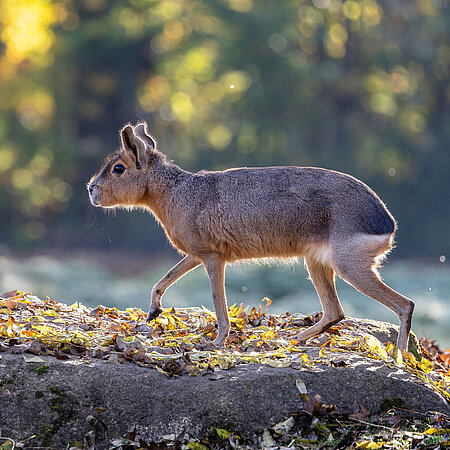 Tickets sichern Ein brauner, großer Pampashase läuft über herbstliche eingefärbtes Gras.