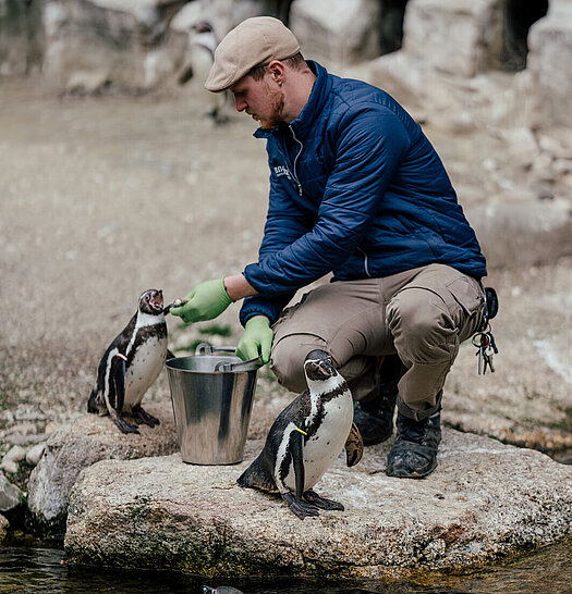 Ein Tierpfleger beim Füttern der Humboldtpinguine.