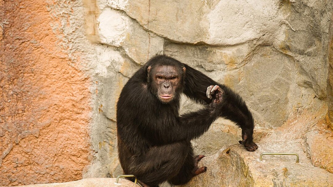 The new chimpanzee at Hellabrunn Zoo