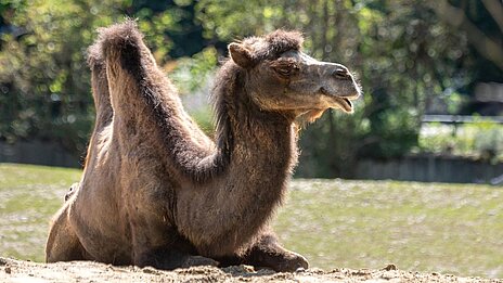 ein Trampeltier liegt auf der sonnigen Außenanlage im Tierpark Hellabrunn