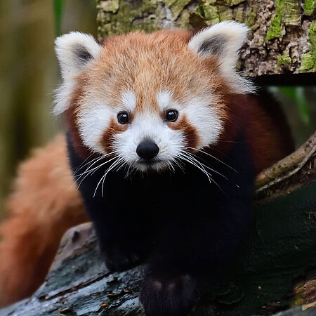 Roter Panda - Tierpark Hellabrunn