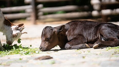 neugieriger Nachwuchs: ein Jungtier der Dahomey-Zwergrinder im Tierpark Hellabrunn