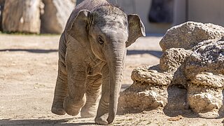 elephant Hellabrunn Zoo