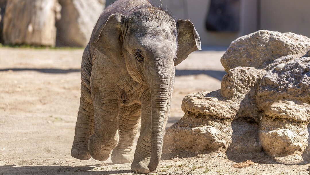 Elefant Tierpark Hellabrunn