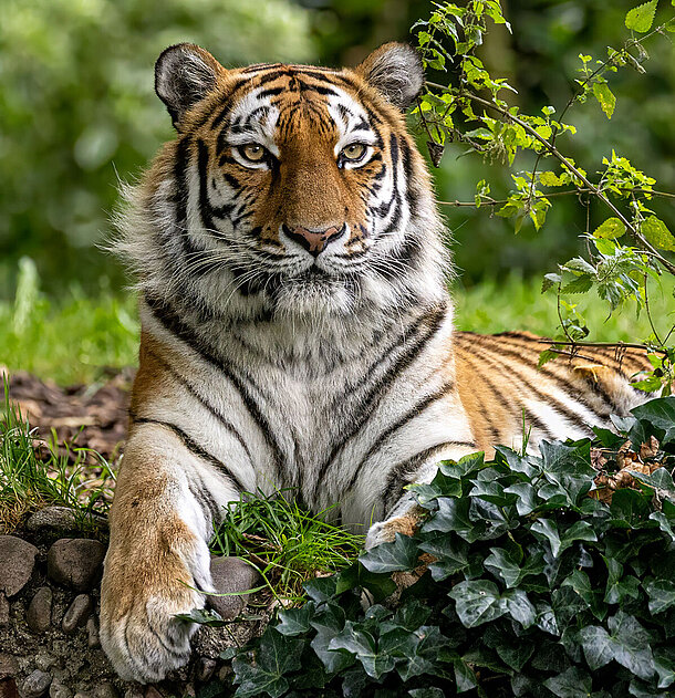 Ein Tiger liegt im Grünen.