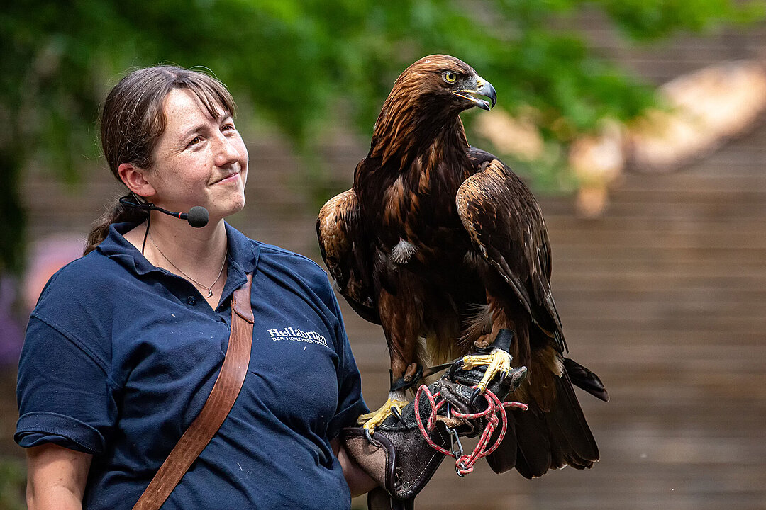 Eine Tierpflegerin hält den Steinadler auf dem Arm für das Greifvogel-Training