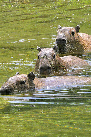 Capybaras sind im Wasser