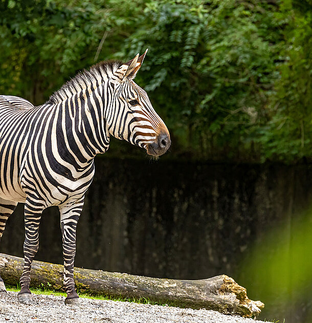 ein Zebra im Tierpark Hellabrunn 