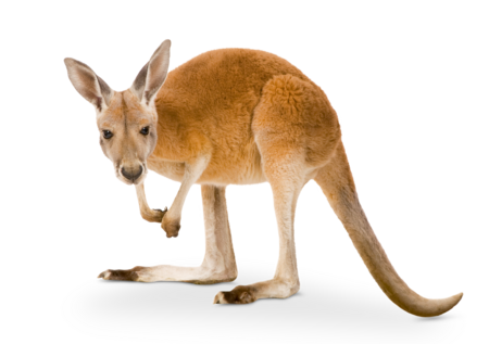 giant red kangaroo