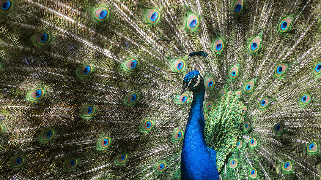 Pfau Hellabrunn