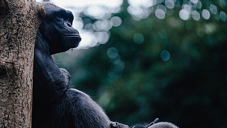 One of the chimpanzees at Hellabrunn.