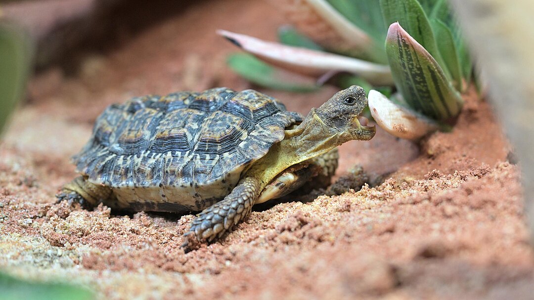 Gesägte Flachschildkröte im Tierpark Hellabrunn