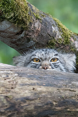 Manul im Tierpark Hellabrunn