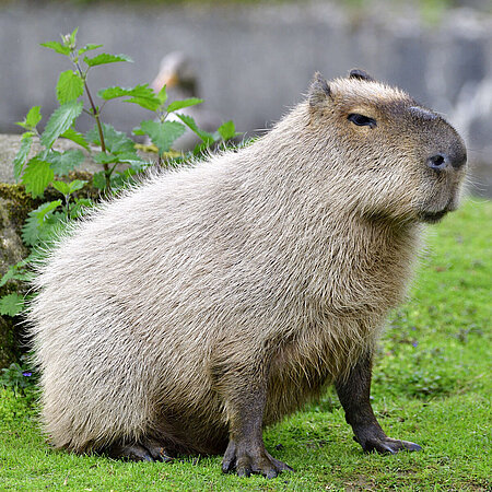 Wasserschwein (Capybara) - Tierpark Hellabrunn