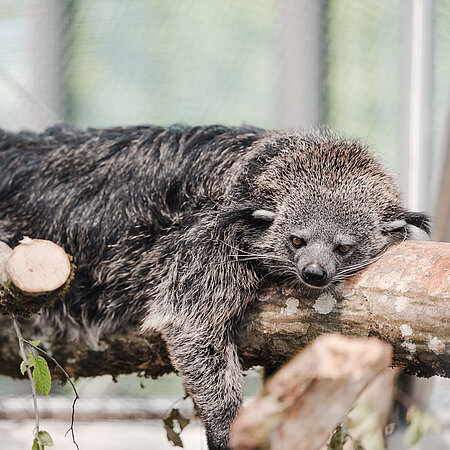 Auf in die neue Dschungelwelt Ein Binturong