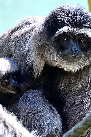 Ein Silbergibbon und dessen Nachwuchs sitzen auf deren Klettergerüst Ein Silbergibbon und dessen Nachwuchs sitzen auf deren Klettergerüst