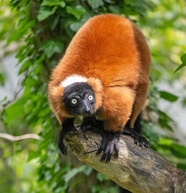 Ein roter Vari.