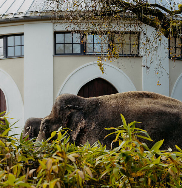 Das Elefantenhaus von Hellabrunn