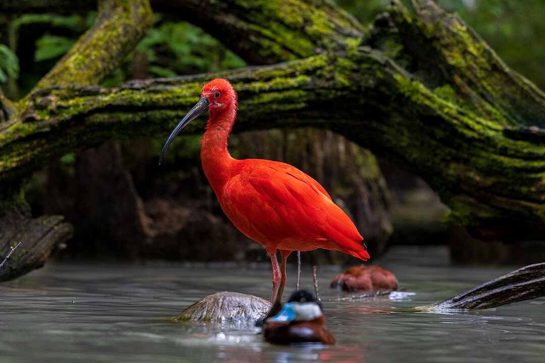 Tierpark Hellabrunn Roter Sichler Fotograf Julien Huber 2023