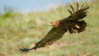 Ein Steppenadler im Flug