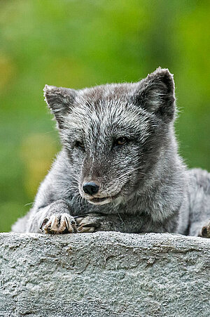 Ein Polarfuchs liegt auf einem Felsen.