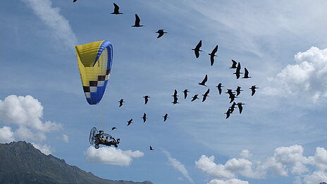 Menschen geführte Migration des Waldrapp nach Andalusien