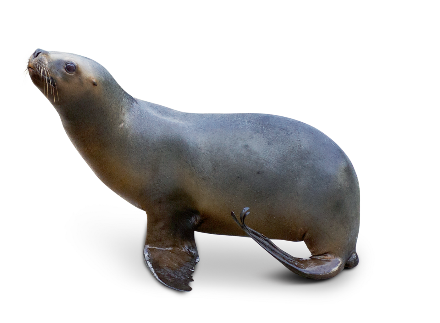 South american sea lion - Tierpark Hellabrunn