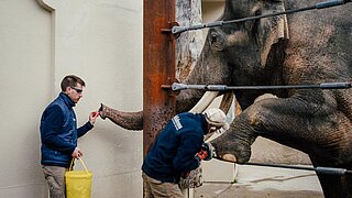 [Translate to English:] Zwei Tierpfleger kümmern sich um die Füße eines asiatischen Elefantenbullen.