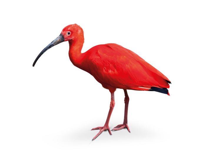 Scarlet Ibis - Tierpark Hellabrunn