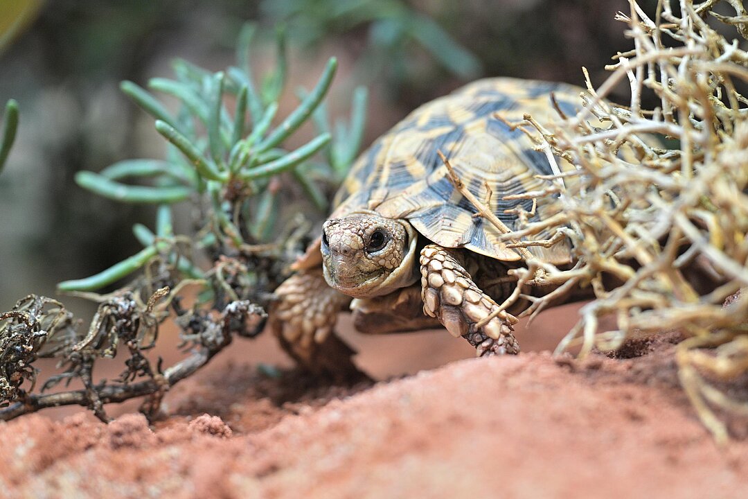 Kalahari-Stachelrandschildkröte