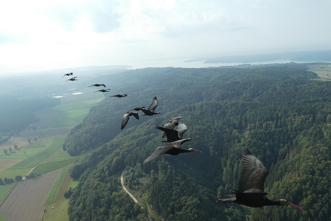 [Translate to English:] Die Waldrappe beim Überflug über Andalusien.