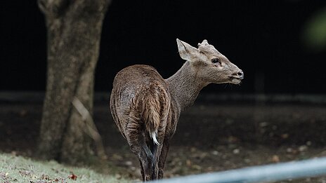 Hog deer at Hellabrunn Zoo