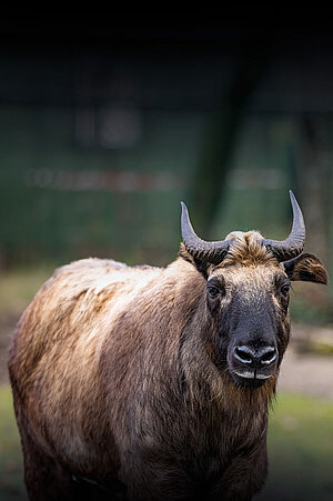 Ein Takin-Bulle