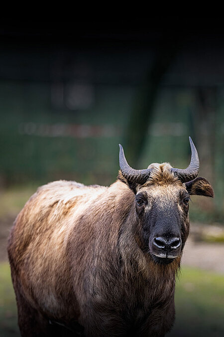 Ein Takin-Bulle