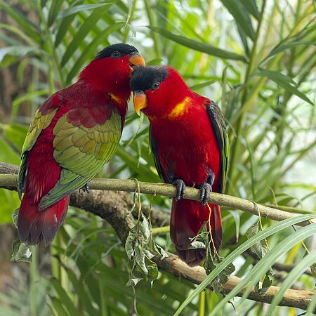 Off to the new jungle world Zwei Erzloris auf einem Ast