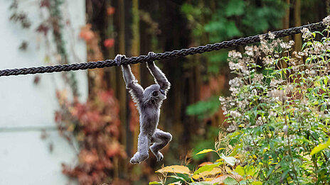 Silbergibbon Ein Silbergibbon zeigt am Seil sein Können.