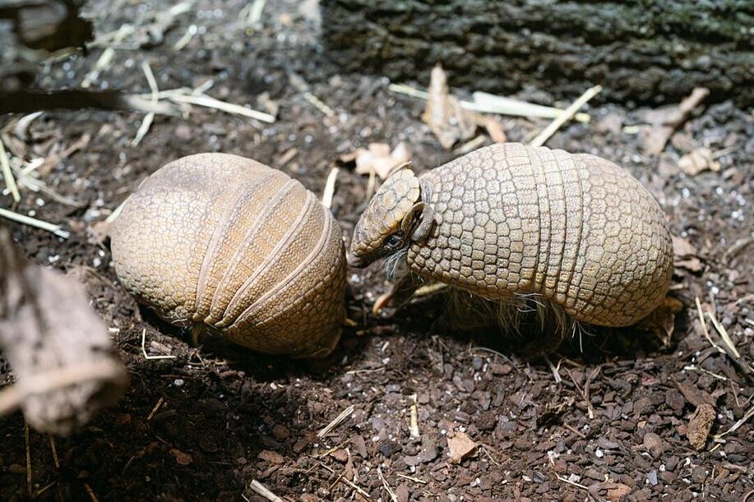 Zwei südliche Kugelgürteltiere.