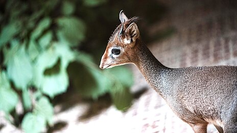 Eine Kirk-Dikdik Antilope steht in ihrem Stall im Tierpark Hellabrunn