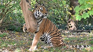 [Translate to English:] Sibirscher Tiger mit Enrichment im Tierpark Hellabrunn