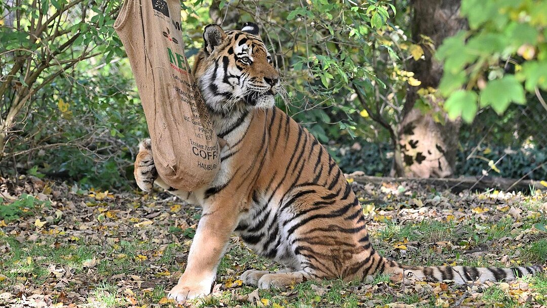 Sibirscher Tiger mit Enrichment im Tierpark Hellabrunn