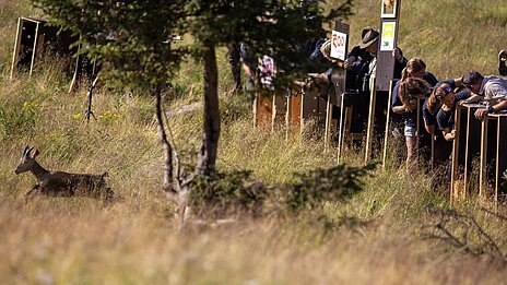 Steinböcke werden in Österreich ausgewildert.