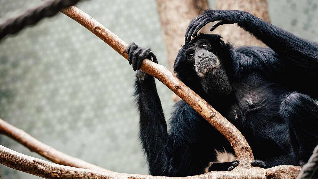 Ein Siamang in den Ästen.